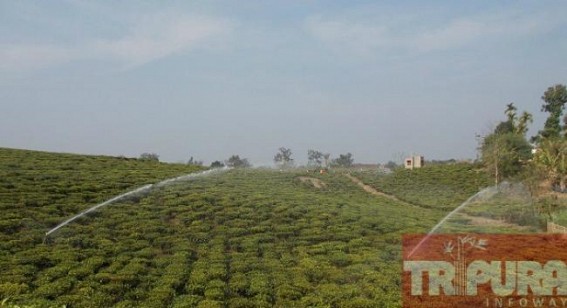 Ramdurlabhpur Tea Estate under transience towards fulfillment at Kamalpur Ramdurlabhpur Tea Estate under transience towards fulfillment at Kamalpur